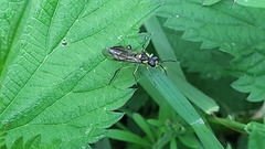 Tenthredo mesomela