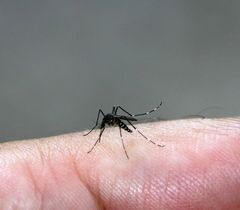Aedes japonicus