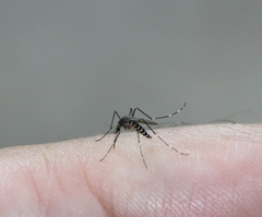 Aedes japonicus
