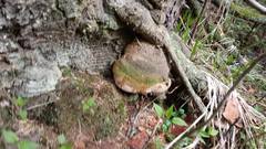 Fomitiporia hartigii