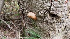 Fomitiporia hartigii