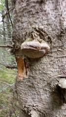 Fomitiporia hartigii