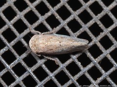 Paraphlepsius continuus