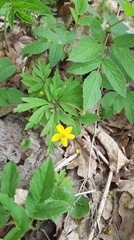 Anemonoides ranunculoides