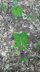 Polygonatum multiflorum