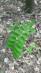 Polygonatum multiflorum