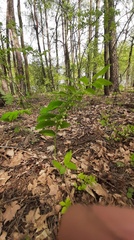 Polygonatum multiflorum