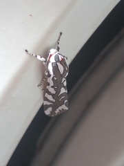 Arachnis dilecta