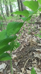 Polygonatum multiflorum