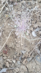Allium daninianum