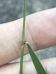 Enteropogon macrostachyus