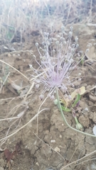 Allium daninianum