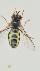 Lapposyrphus lapponicus