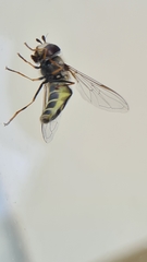 Lapposyrphus lapponicus