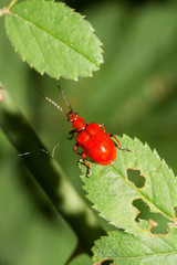 Lilioceris merdigera