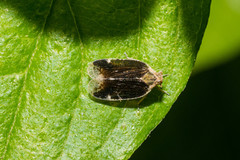 Cixius cunicularius