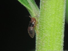 Pissonotus marginatus