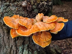 Laetiporus sulphureus