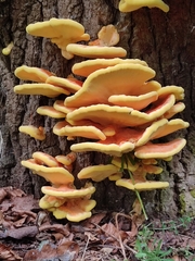 Laetiporus sulphureus