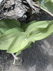 Epipactis gigantea