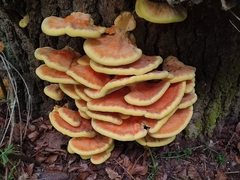 Laetiporus sulphureus