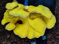 Laetiporus sulphureus