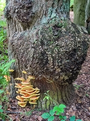 Laetiporus sulphureus