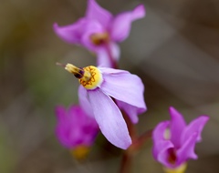 Primula pauciflora cusickii