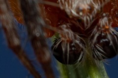Araneus triguttatus
