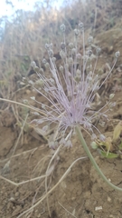 Allium daninianum