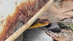 Chironius carinatus