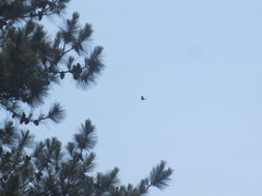 Ictinia mississippiensis