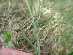 Ranunculus pyrenaeus