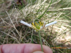 Ranunculus pyrenaeus