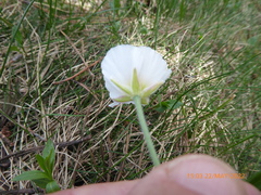 Ranunculus pyrenaeus