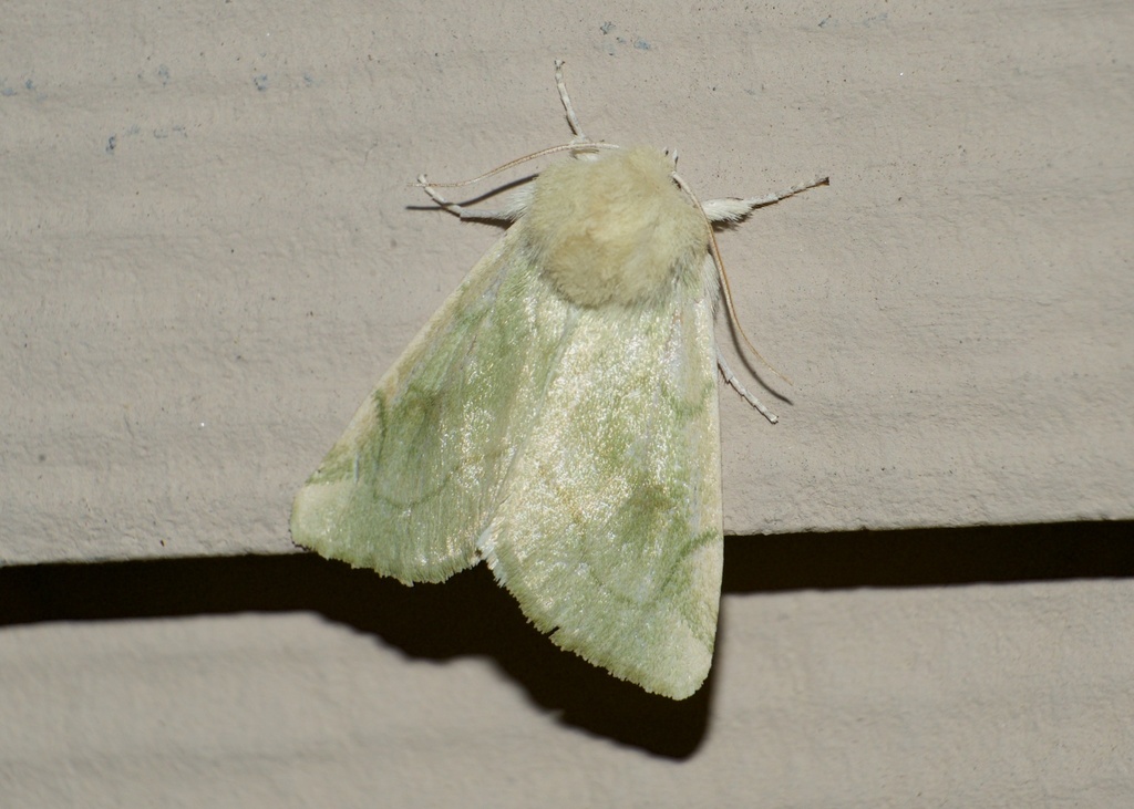 Elder Moth