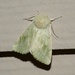 Elder Moth - Photo (c) Sterling Sheehy, some rights reserved (CC BY), uploaded by Sterling Sheehy