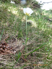 Ranunculus pyrenaeus