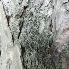 Amandinea