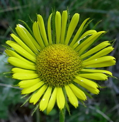 Doronicum plantagineum