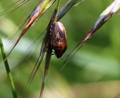 Eurygaster testudinaria