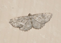 Hesperumia latipennis