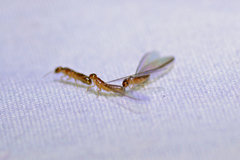 Kalotermitidae