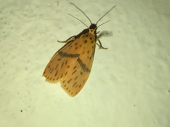 Miltochrista arcuata