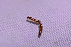 Kalotermitidae