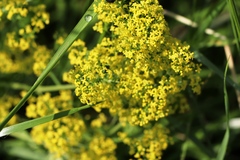 Galium verum