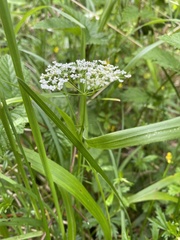 Conopodium