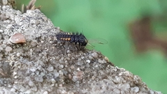 Harmonia quadripunctata