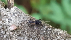Harmonia quadripunctata