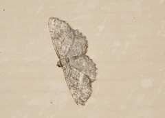 Hesperumia latipennis